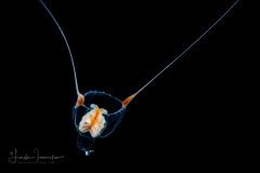 Hydromedusa - Anthoathecata - Amphinema rugosum