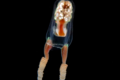 Hydromedusa - Anthoathecata - Amphinema rugosum