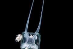 Hydromedusa - Anthoathecata - Amphinema rugosum or dinema