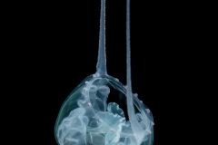 Hydromedusa - Anthoathecata - Amphinema turrida