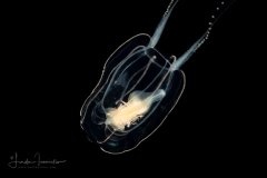 Hydromedusa - Anthoathecata - Apatizanclea mayeri