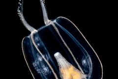 Hydromedusa - Anthoathecata - Apatizanclea mayeri